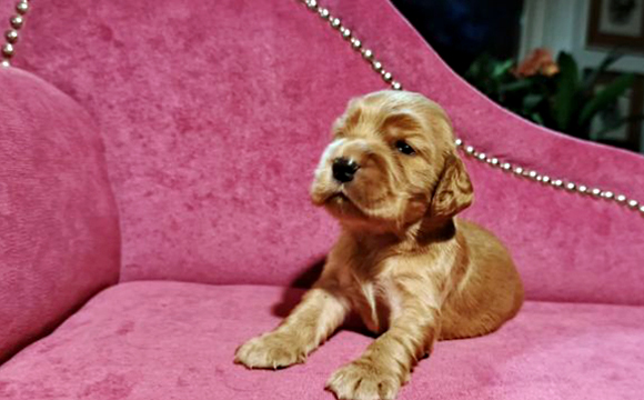 angielski cocker spaniel hodowla ricci club