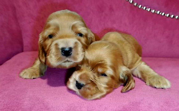 angielski cocker spaniel hodowla ricci club