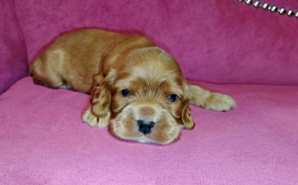 angielski cocker spaniel hodowla ricci club
