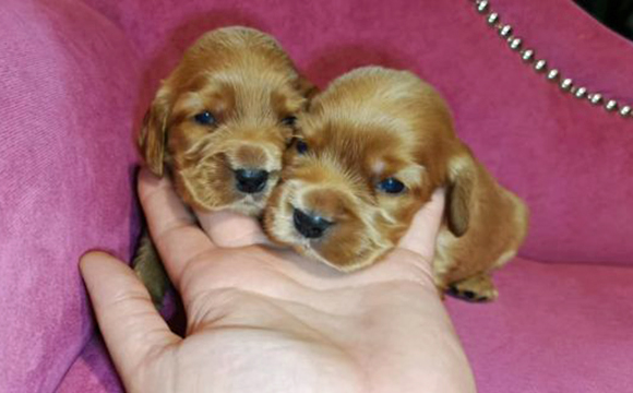 angielski cocker spaniel hodowla ricci club