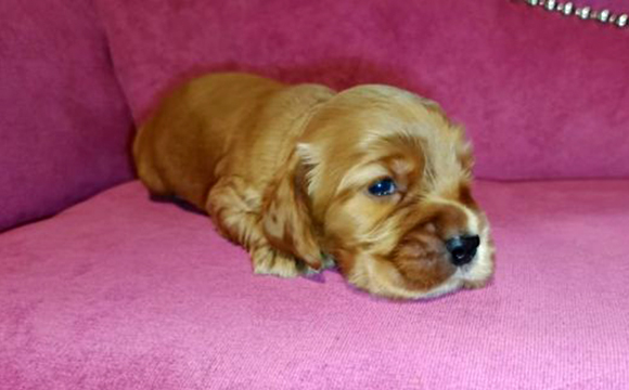 angielski cocker spaniel hodowla ricci club