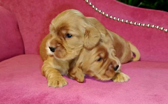 angielski cocker spaniel hodowla ricci club